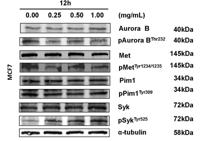 Pim-1 (phospho Tyr309) Polyclonal Antibody