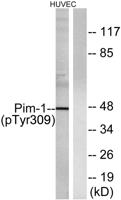 Pim-1 (phospho Tyr309) Polyclonal Antibody