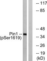 Pin1 (phospho Ser16) Polyclonal Antibody