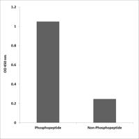 PDLIM5 (phospho Tyr251) Polyclonal Antibody