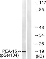 PEA-15 (phospho Ser104) Polyclonal Antibody