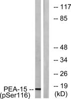 PEA-15 (phospho Ser116) Polyclonal Antibody