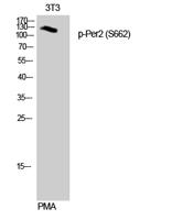 Per2 (phospho Ser662) Polyclonal Antibody