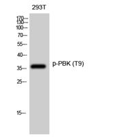 PBK (phospho Thr9) Polyclonal Antibody