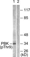 PBK (phospho Thr9) Polyclonal Antibody