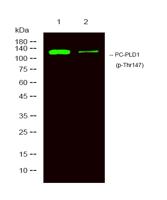 PC-PLD1 (phospho Thr147) Polyclonal Antibody