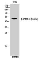 Pdcd-4 (phospho Ser457) Polyclonal Antibody