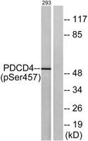 Pdcd-4 (phospho Ser457) Polyclonal Antibody