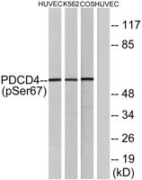 Pdcd-4 (phospho Ser67) Polyclonal Antibody