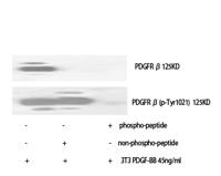 PDGFR-β (phospho Tyr1021) Polyclonal Antibody