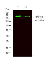 PDGFR-β (phospho Tyr771) Polyclonal Antibody