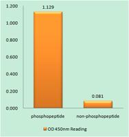 PDPK1 (phospho Tyr9) Polyclonal Antibody