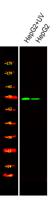 PAK4 (phospho Ser474) Polyclonal Antibody