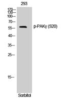 PAKγ (phospho Ser20) Polyclonal Antibody