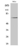 Paxillin (phospho Tyr31) Polyclonal Antibody