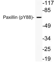 Paxillin (phospho Tyr88) Polyclonal Antibody