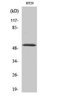 p53 (phospho Ser33) Polyclonal Antibody