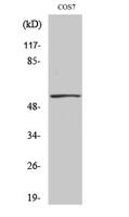 p53 (phospho Ser9) Polyclonal Antibody