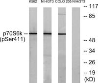 p70 S6 kinase α (phospho Ser434) Polyclonal Antibody