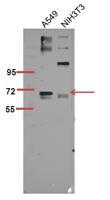 p70 S6 kinase α (phospho Ser447) Polyclonal Antibody