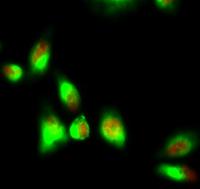 p70 S6 kinase α (phospho Thr229) Polyclonal Antibody