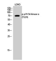 p70 S6 kinase α (phospho Thr229) Polyclonal Antibody