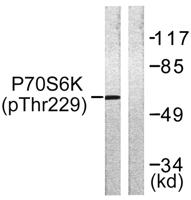 p70 S6 kinase α (phospho Thr229) Polyclonal Antibody