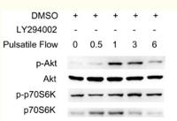 p70 S6 kinase α (phospho Thr412) Polyclonal Antibody