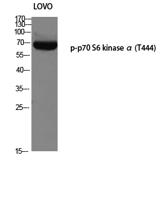 p70 S6 kinase α (phospho Thr444) Polyclonal Antibody