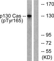 p130 Cas (phospho Tyr165) Polyclonal Antibody