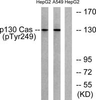 p130 Cas (phospho Tyr249) Polyclonal Antibody