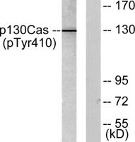 p130 Cas (phospho Tyr410) Polyclonal Antibody