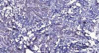 RGS16 (phospho Tyr168) Polyclonal Antibody