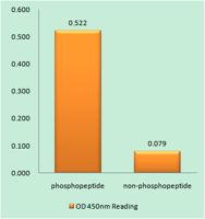 Rhodopsin (phospho Ser334) Polyclonal Antibody