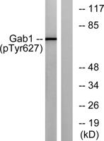 Gab 1 (phospho Tyr627) Polyclonal Antibody