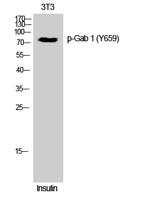 Gab 1 (phospho Tyr659) Polyclonal Antibody