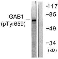 Gab 1 (phospho Tyr659) Polyclonal Antibody