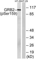 Gab 2 (phospho Ser159) Polyclonal Antibody