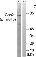 Gab 2 (phospho Tyr643) Polyclonal Antibody