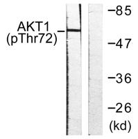 Akt1 (phospho Thr72) Polyclonal Antibody