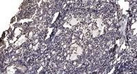 Ribosomal Protein S6 (phospho Ser235) Polyclonal Antibody