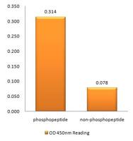 p300 (phospho Ser89) Polyclonal Antibody