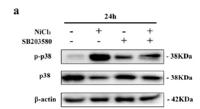 p38 (phospho Tyr182) Polyclonal Antibody