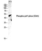 p47-phox (phospho Ser345) Polyclonal Antibody