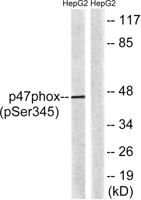 p47-phox (phospho Ser345) Polyclonal Antibody