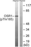 OSR1 (phospho Thr185) Polyclonal Antibody