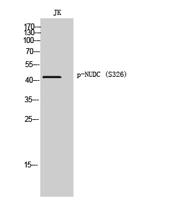 NUDC (phospho Ser326) Polyclonal Antibody