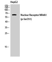 Nur77 (phospho Ser351) Polyclonal Antibody