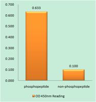 PKD2 (phospho Ser876) Polyclonal Antibody