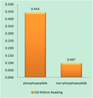 PKR (phospho Thr258) Polyclonal Antibody